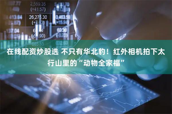 在线配资炒股选 不只有华北豹！红外相机拍下太行山里的“动物全家福”
